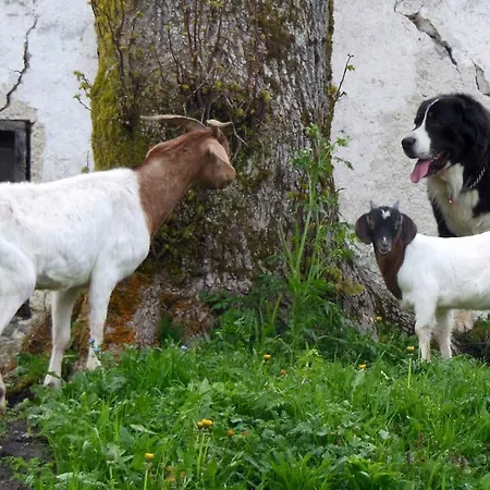 Farm stay Kmetija Nasraj Idrija