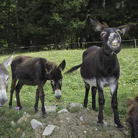 Farm stay Kmetija Nasraj Idrija